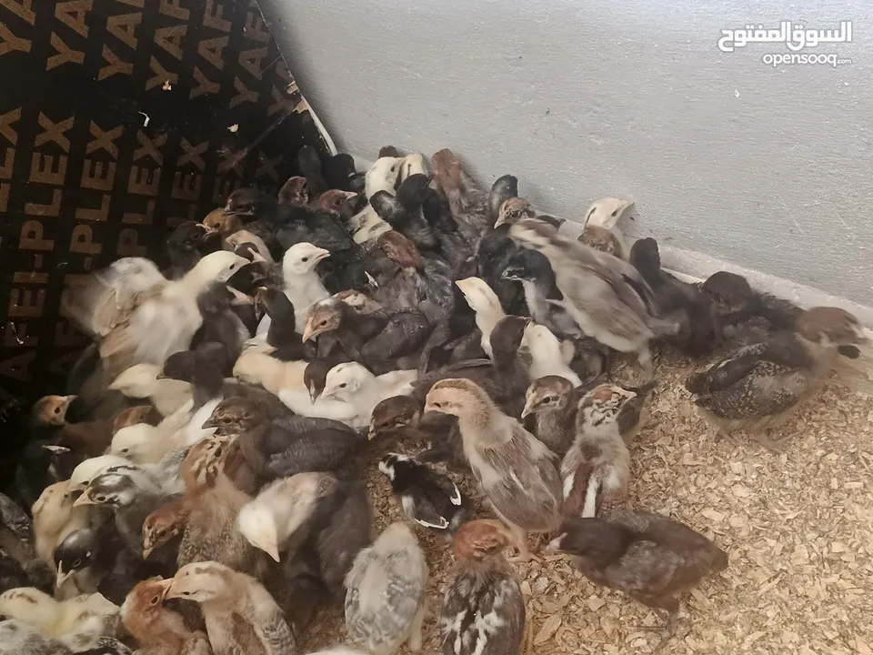 بسم الله الرحمن الرحيم  صوص بلدي ولهومان عدد 110 أخذ جميع المطاعيم صحه ونظافة العمر 21 يوم