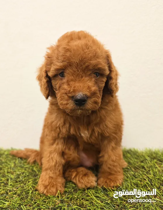 Mini toy poodle ميني توي بودل وبمرينيان pomeranian