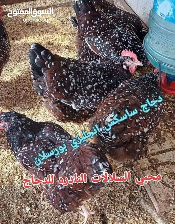 بيض مخصب و صيصان لسلالات دجاج نادره على مستوى العالم