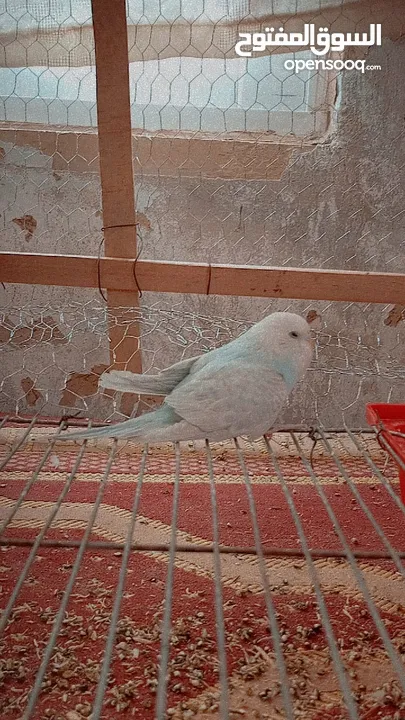 جوز عصافير حب