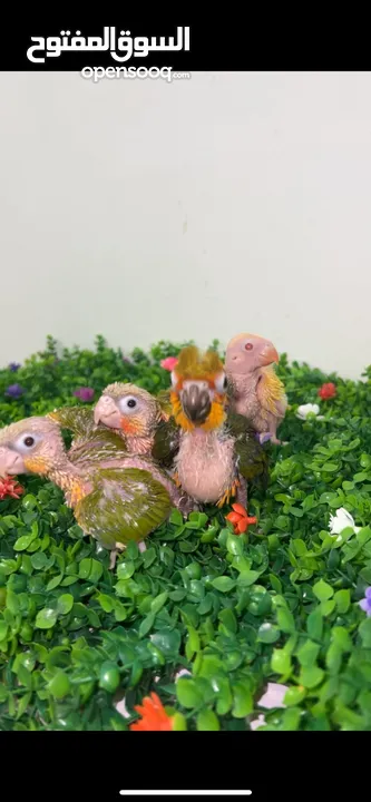 فروخ غر كنيورات ومتاتو