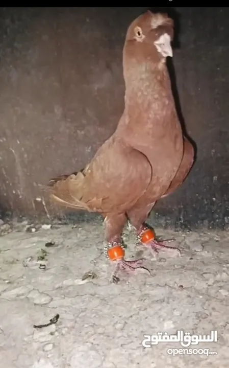 حبات علاول بالصلاة على النبي