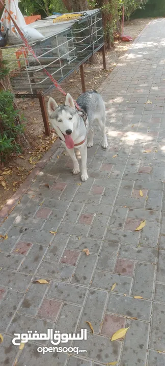 Pure Siberian husky female one year