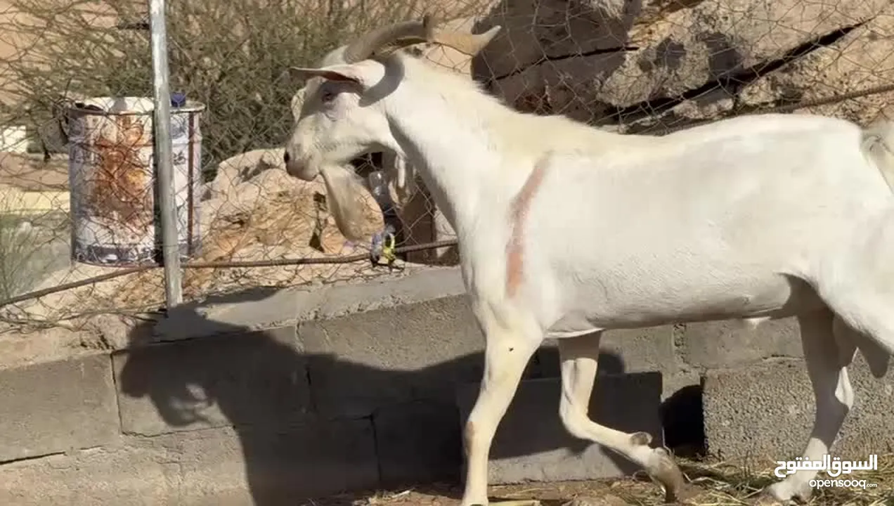 تيس صلالي الحجم الشوير فل فل سمنه راهي تبارك الرحمن بمعنى الكلمه