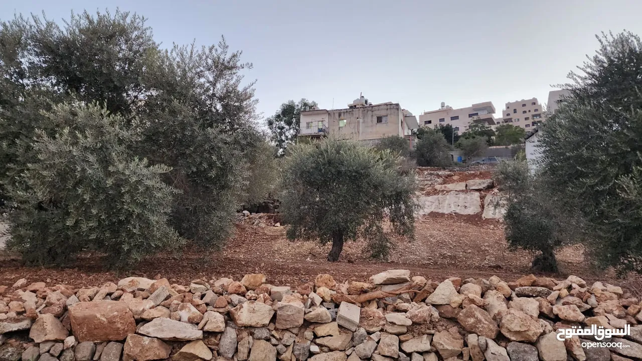 كوبر / أرض للبيع مساحه 750 متر مشجره بالزبتون