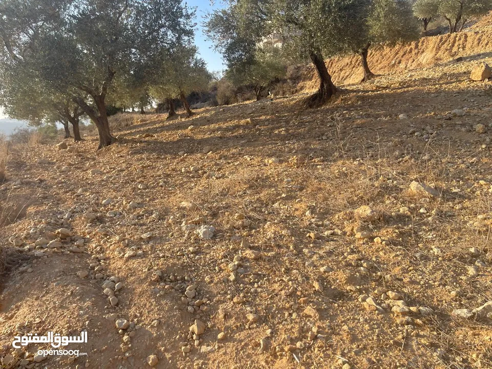 متوفر 3 قطع ارض بمساحات مختلفة (550)