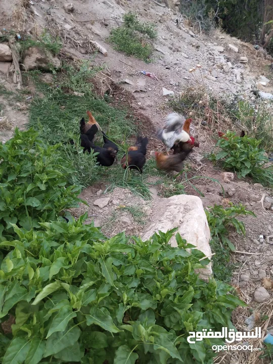جاج بلدي للبيع الحاج مش كبير بالعمر اله شهرين بيبيض