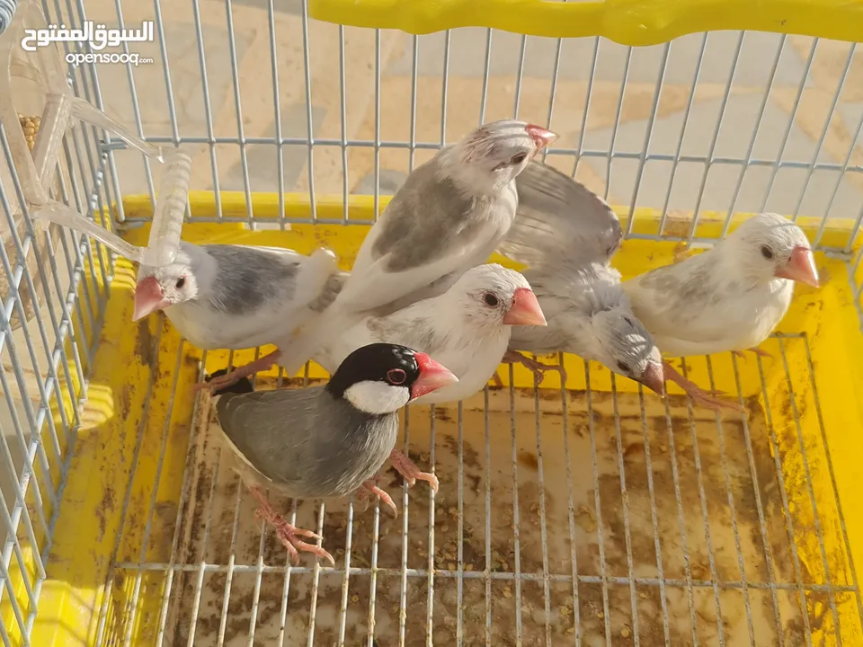 متاح جوزين جاوا مخاليف بايد لون ابيض والمنيوم وجوز لون اسود