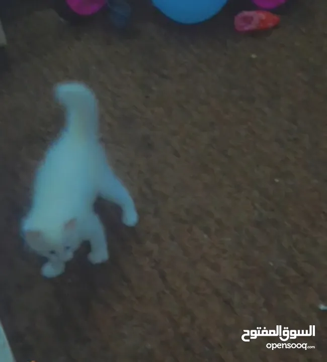 للبيع قطه ميكس (kitten) كما في الصور  بصحه ممتازه ماخده المطاعيم متعوده على دراية فوود واللتر بوكس.