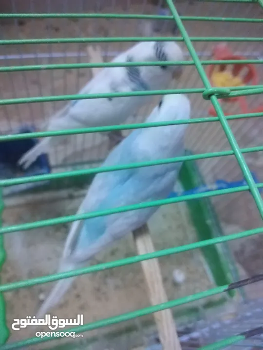 3 جواز حب مع فراخ  بيض مقفصات للبيع