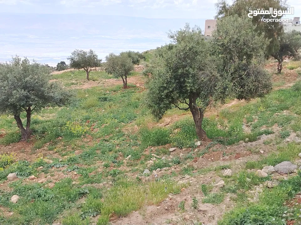 2300 م السلط المغاريب قطعة ملوكية تصلح ل فيلا او مزرعة اطلالة ع الغرب و جبال فلسطين