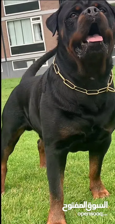 مطلوب كلب للتبني مايهم النوع