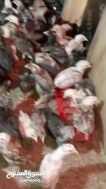 صوص بلدي للبيع