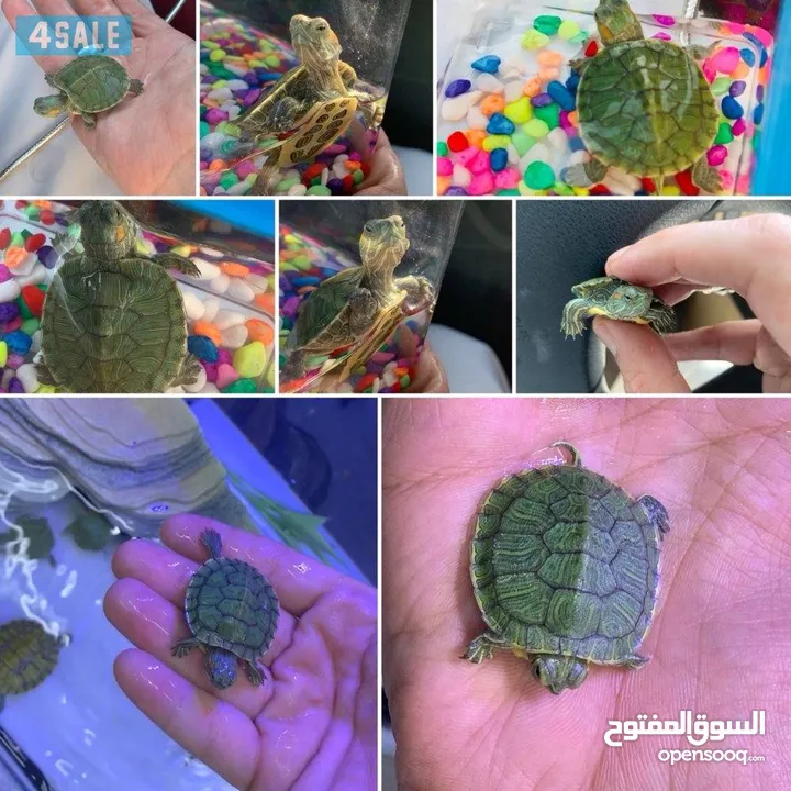 سلحفاه سلاحف برمائيه مائيه  بيبي سلحفاة الزينه الامازوني