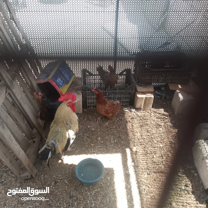 جاج بلدي مقنوة