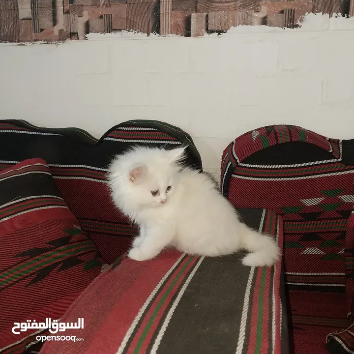 بسم الله ما شاء الله متاح بسه مع ولدها النوع شيرازي عمر البس الكبيره سنه وعمر ابنها شهرين ماخذين جمي
