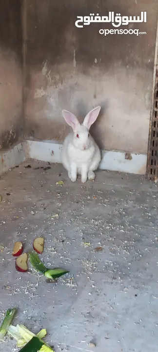 أرانب فرنسي ذكر وانثى والانثى حامل