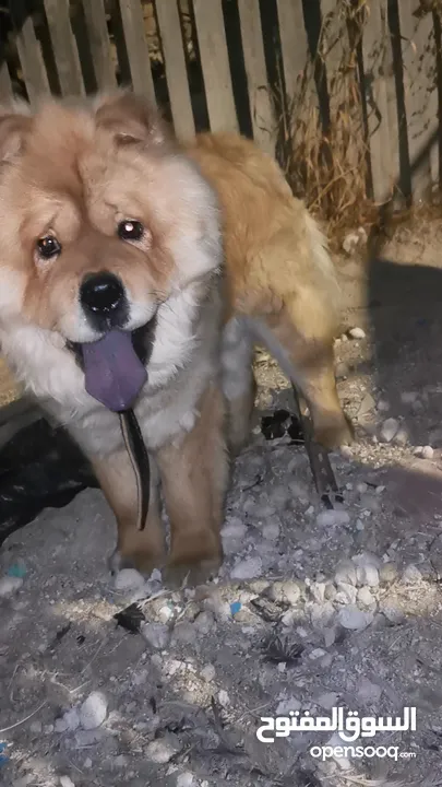 للبيع او البدل ع مالينو انثى