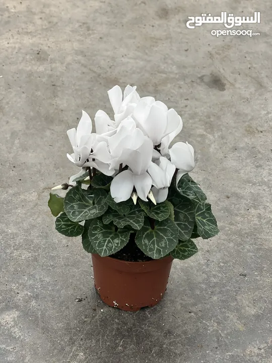 متوفر نباتات داخليه وخارجيه بسعر الجمله   Indoor and outdoor plants available at wholesale price