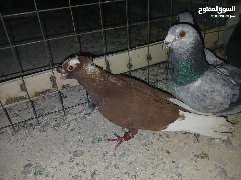كوم كامل للبيع  دينارين ونص الحبه زق وكش الفحول كلها كش