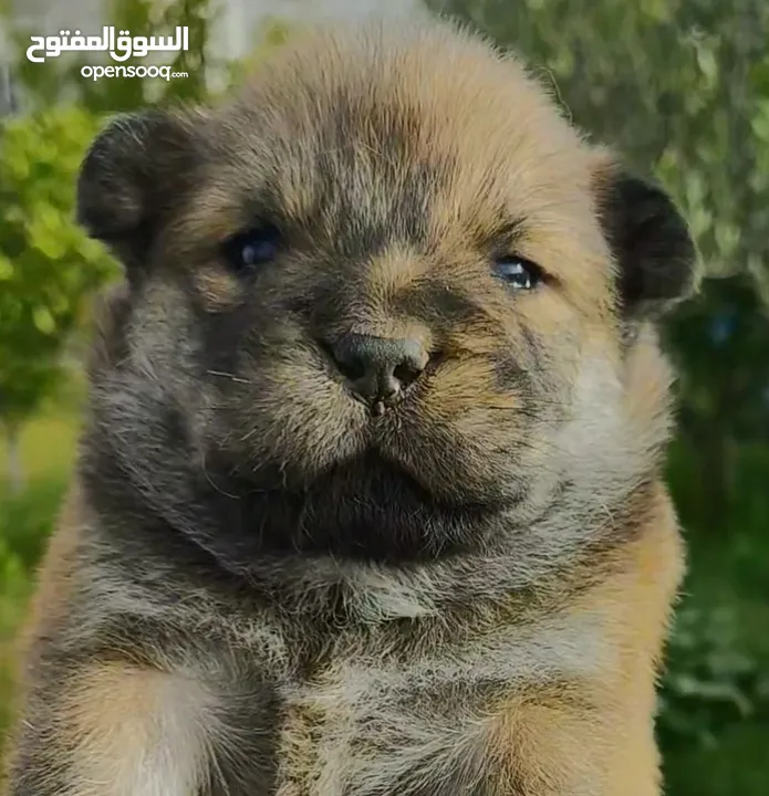Chiots Chowchow
