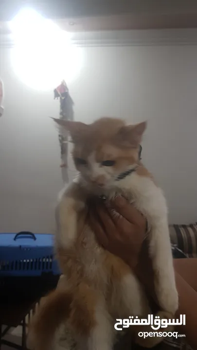 بيع قطط شيرازي