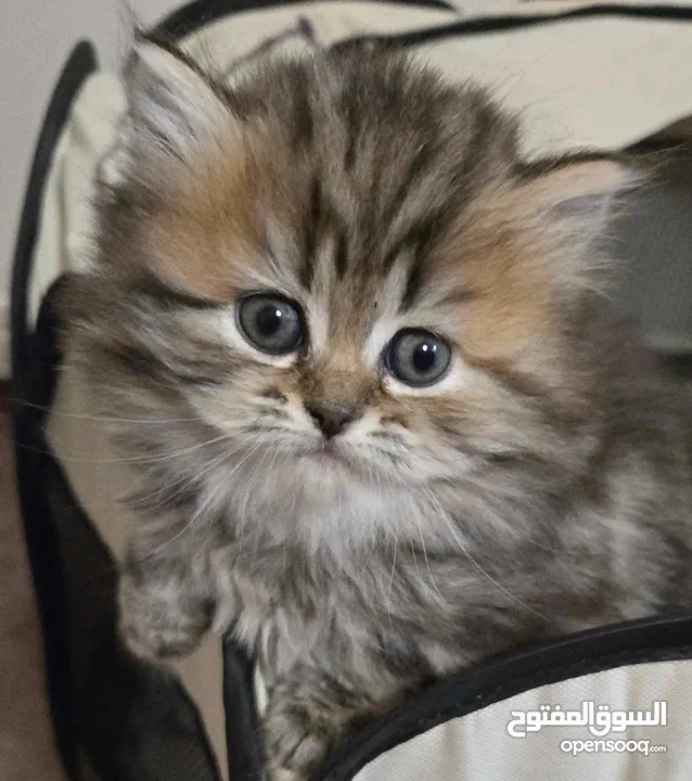 قطط دباديب هملايا للبيع – نابلس  بعمر 45 يوم فقط  الموقع: نابلس