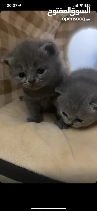 scottish mixed kittens