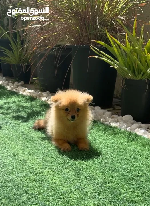 Pomeranian mini size male puppy