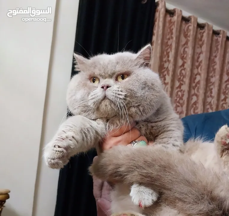 للتزاوج فقط ذكور جولدن غولدن بيور دم نقي لعشاق التميز