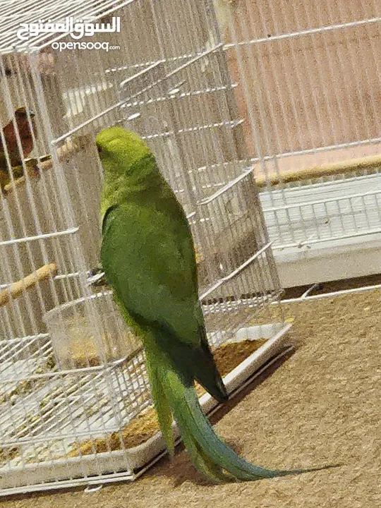 parrot Indian ringneck ( EMERALD ) funny bird that likes apples lol ( UN - TAMED )