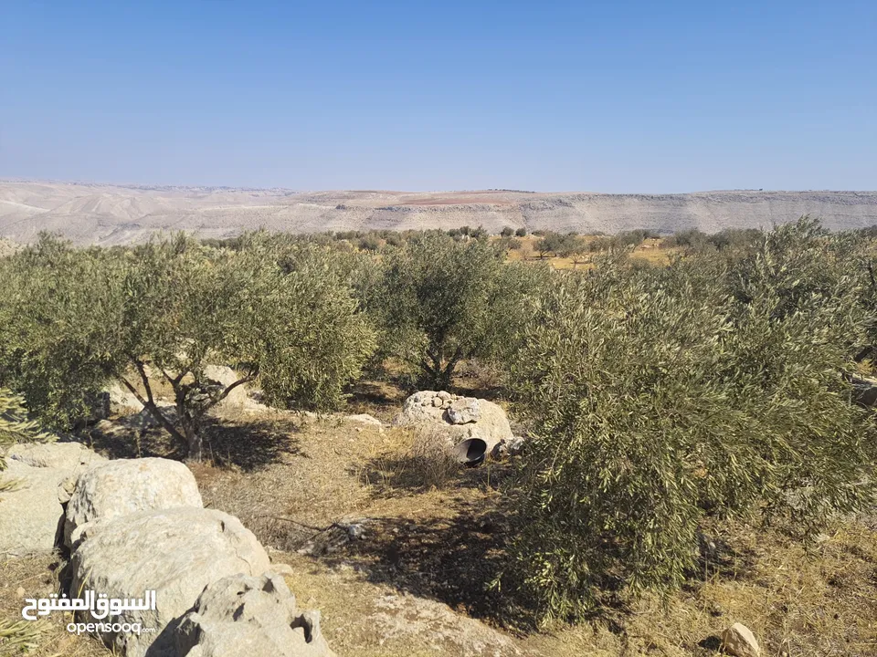 مزرعة للبيع