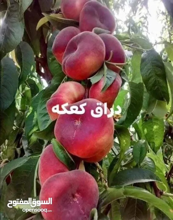 زراعة الحدائق