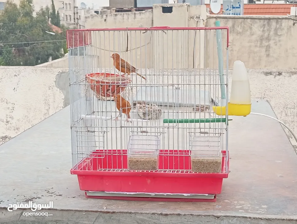 جوز كرزي وطيرة بيضا اقرأ الوصف