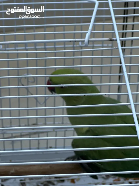 Indian Ring neck parrot ببغاء الدرة