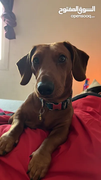 Dachshund breed