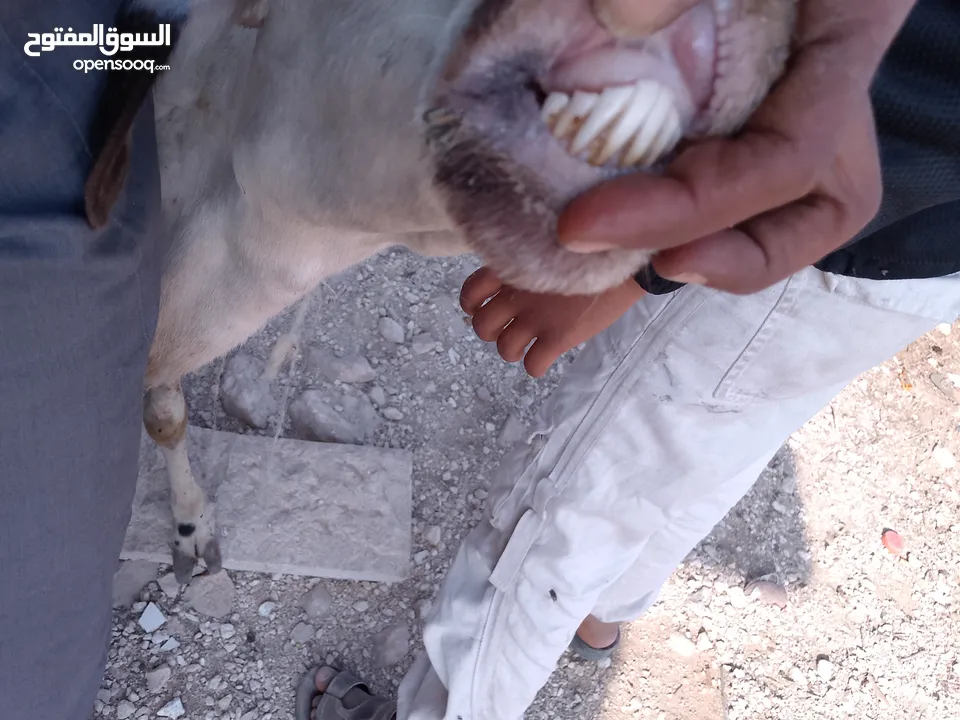 نعجه قبرصيه