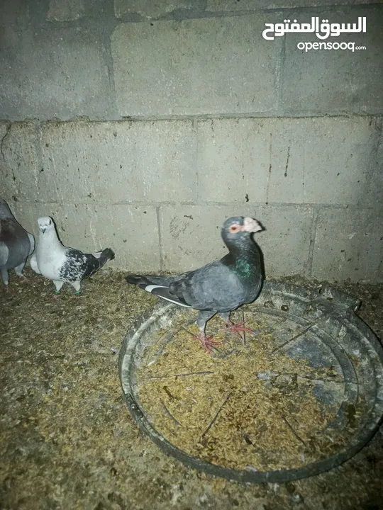 طيور حمام للبيع