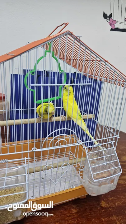 love birds for sale