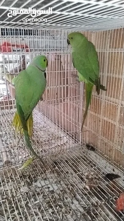 Green parrot 2 breading pair 100% bread pair