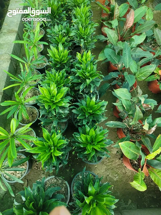 شتلات زينه نباتات داخليه Indoor plants