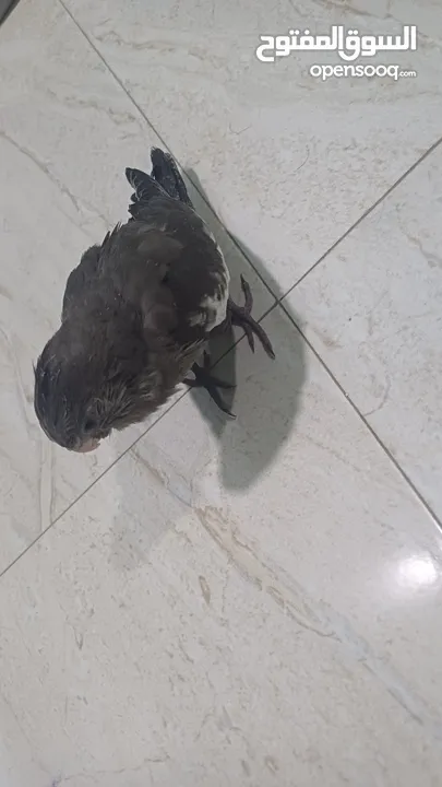 اليف ويسمع الكلام الطير الكوكتيل يفضل شراءه انهو ممتع