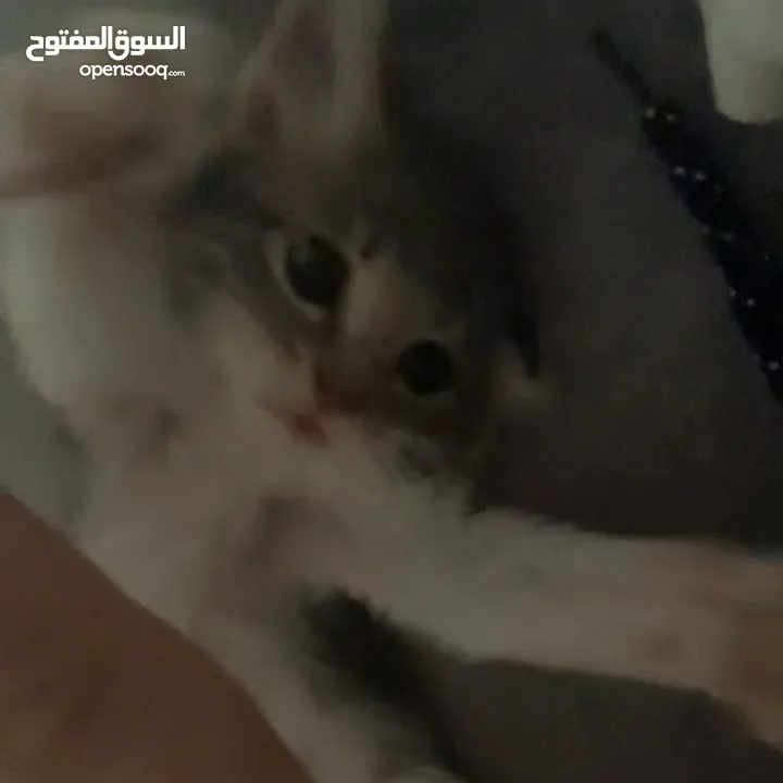 قطة صغيرة للبيع ( عمر شهرين تقريباً )