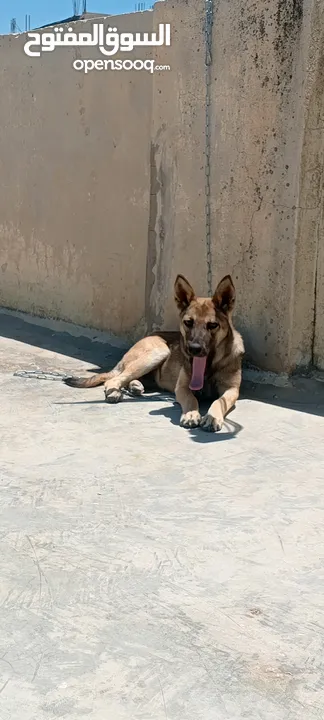 جرو بندوق الاب ملينو بيور و لام جيرمن شيبرد عمر 4 شهور ماخذ مطعوم لون مميز انثى
