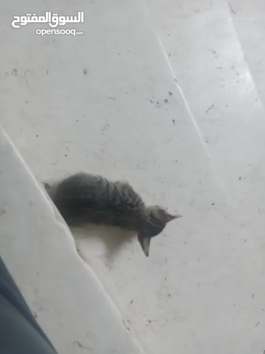 بسس للتبني