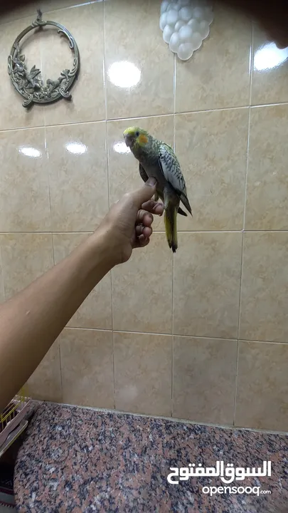 ببغاء كوكتيل اليف وعمرو صغير