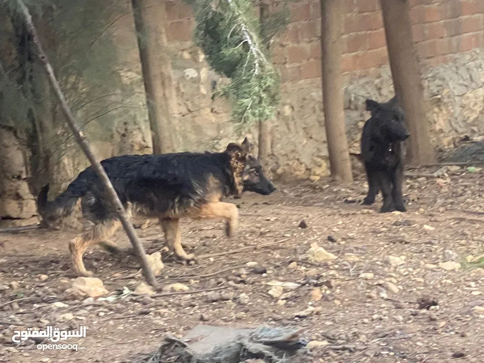 German shepherd pure long hair show line