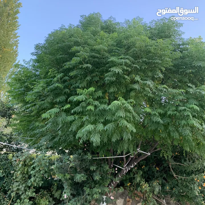 مزرعة فخمة خاصة مع فيلا دوبلكس للبيع في أرقى مناطق السلط ام جوزه ، إطلالات ساحرة وخلابة
