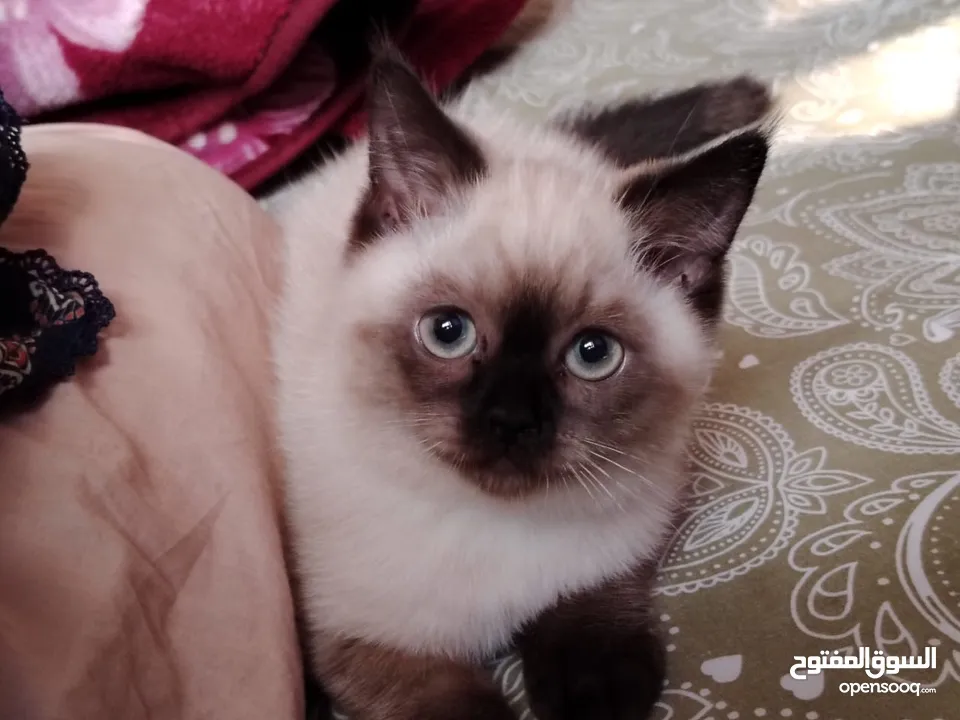 50days Ragdoll mix with Persian