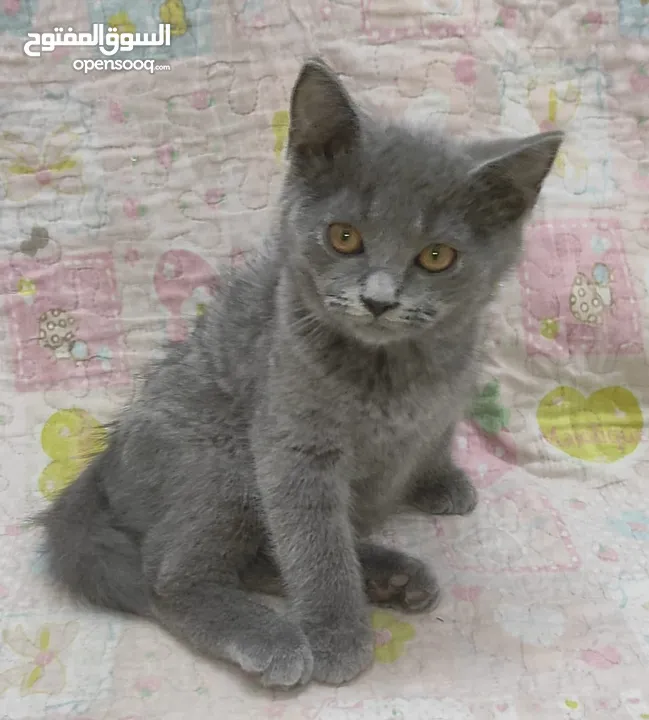 kittens Scottish fold and Scottish straight  قطط سكوتش فولد وسكوتش ستريت